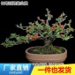 原生日本长寿冠海棠花盆栽提根盆景树桩植物室内四季客厅花卉重瓣